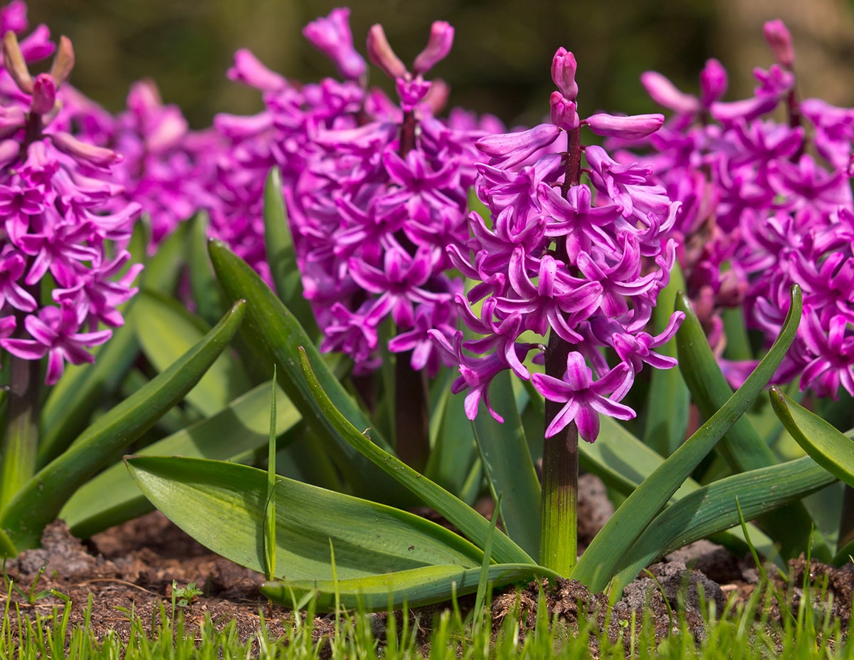 De hyacint kleurt de tuin in het voorjaar