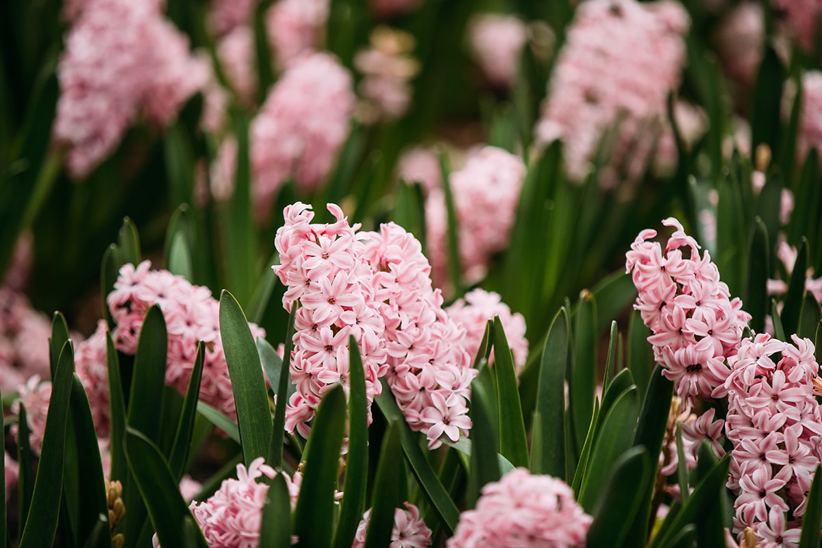 De hyacint kleurt de tuin in het voorjaar